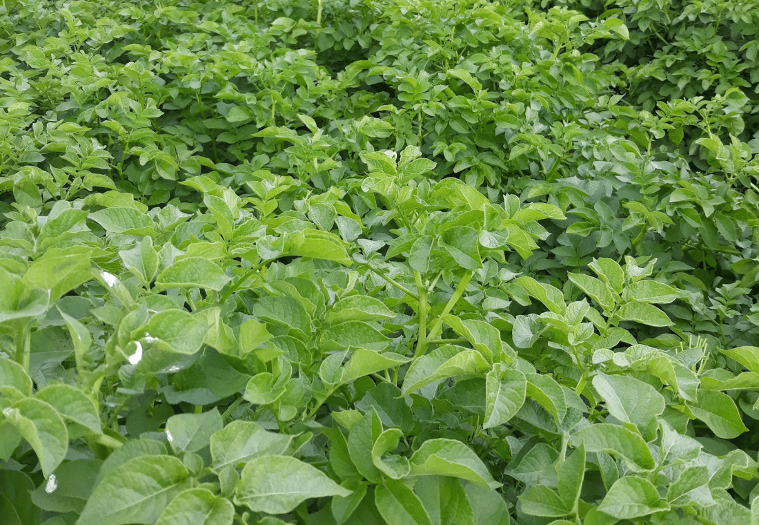 14.07.2020</br>Innovator